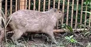 从动物园“越狱”近两个月 卡皮巴拉“豆包”不瘦反胖