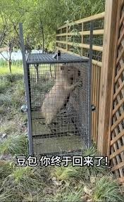 从动物园“越狱”近两个月 卡皮巴拉“豆包”不瘦反胖