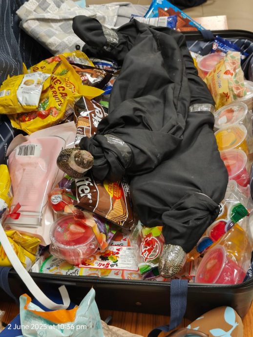 从隆市走私两只巨蜥 在印度机场遭逮捕