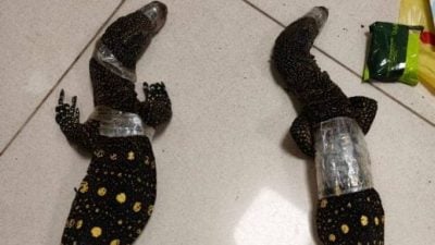 从隆市走私两只巨蜥 在印度机场遭逮捕