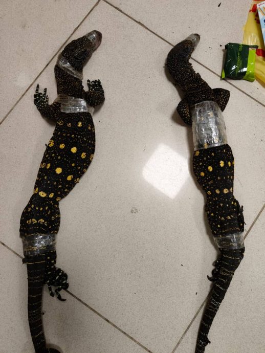 从隆市走私两只巨蜥 在印度机场遭逮捕