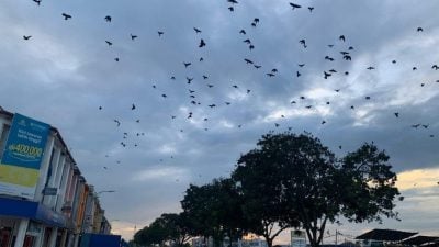 波德申和芦骨首度射乌鸦行动射下289只