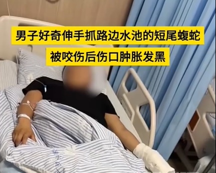 供星洲网：视频|男子好奇抓短尾蝮蛇被咬 手肿胀发黑急送医