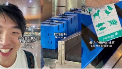 搭飞机遇到“飞鸡”  男子与斗鸡奇遇