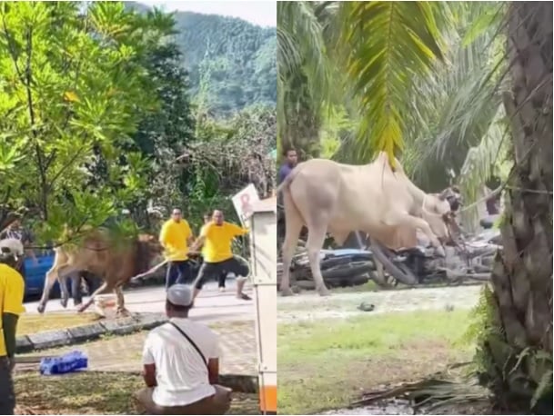 **全国综合（只供网）**牛暴冲、牛“复活”  多个哈芝节宰牲祭场传惊魂事故