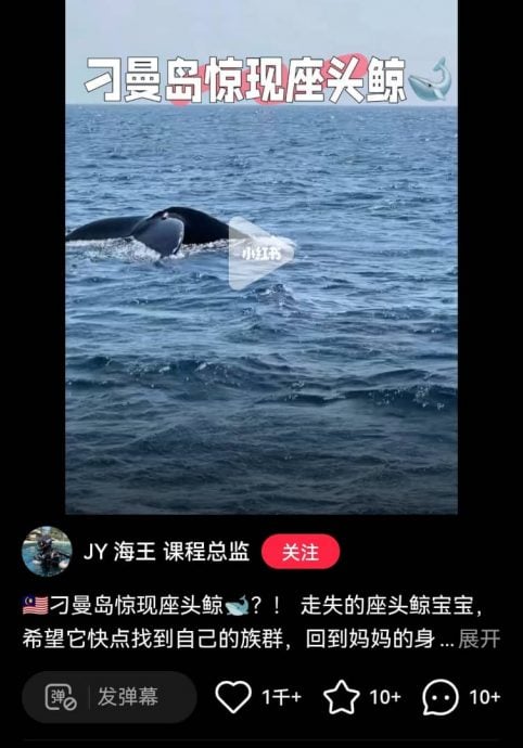 刁曼岛出现座头鲸? 网民分享视频让人惊艳。