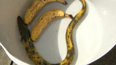 十万条才出现一条 男子钓到“香蕉”鳗鱼