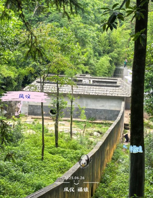 即时国内∕福娃凤仪隔离结束 今日正式对外展出