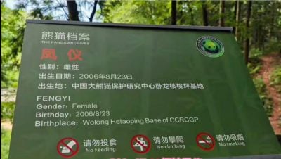 福娃凤仪隔离结束 今日正式对外展出
