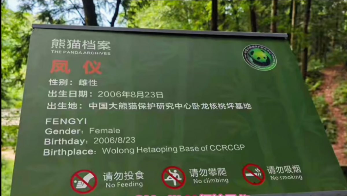 即时国内∕福娃凤仪隔离结束 今日正式对外展出