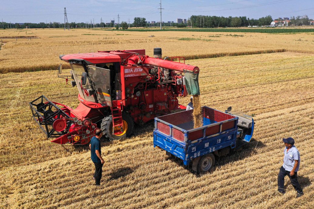 受干旱影响 中国小麦产量或创七年新低