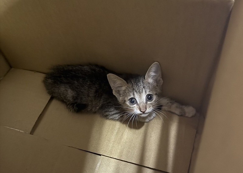 台警用喵喵叫及零食 国道分隔岛柔性诱捕幼猫