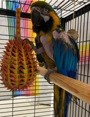 史上最抢手限制级鹦鹉!脏话连发太失控 收容所急贴警告“不适合玻璃心”