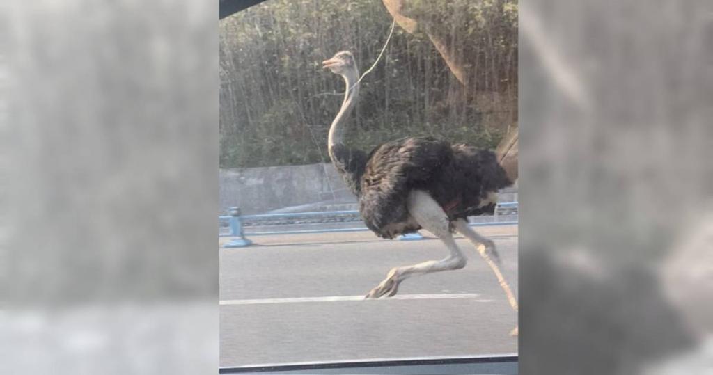 四川司机回家路上偶遇“追风鸵鸟” 原来是和同伴打架离家出走