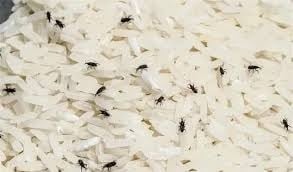 大米未开封已有虫卵? 学会这几招彻底防米虫!