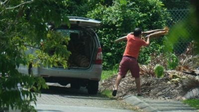 乱丢棕榈树干 抓到惯犯 被人跟拍 网上“寻人启事”