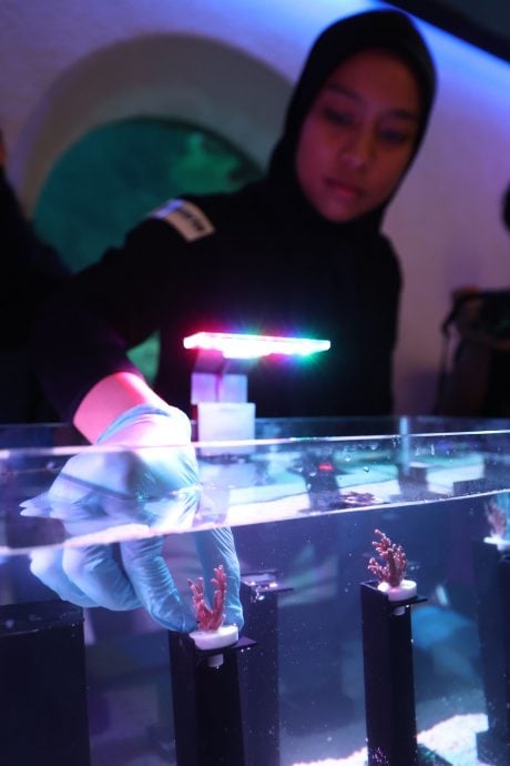 大都会封面/水族馆与UMT推动领养珊瑚计划/