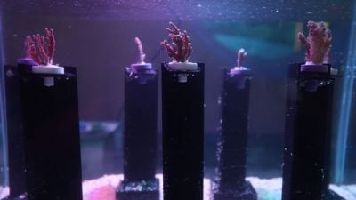 水族馆与UMT推动领养计划   修复珊瑚礁 保育海洋 