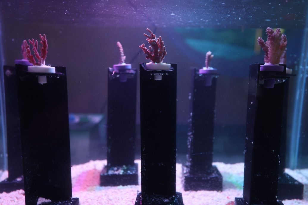 大都会封面/水族馆与UMT推动领养珊瑚计划/