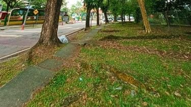 盘根错节破坏行人道   树根拱起 绊倒学生 