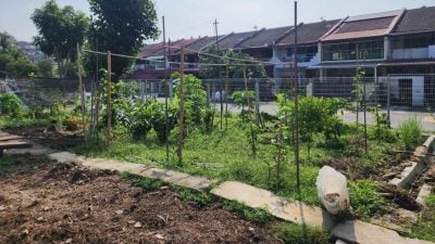 免群聚酗酒野狗破坏菜园  MPP会所增设围篱 