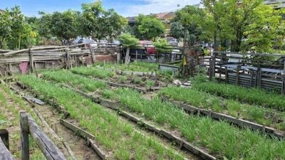焦点社区：蕉赖十一哩春山园英达4/7路 | 栽满蔬果 公园变了样   市会拟全面清理恢复原貎