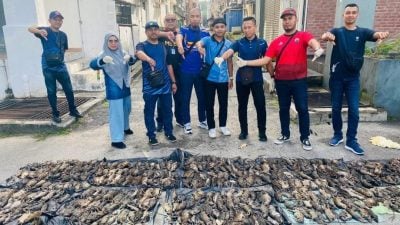 蒲种公主城第二区商业区  灭鼠战绩 一图胜千言