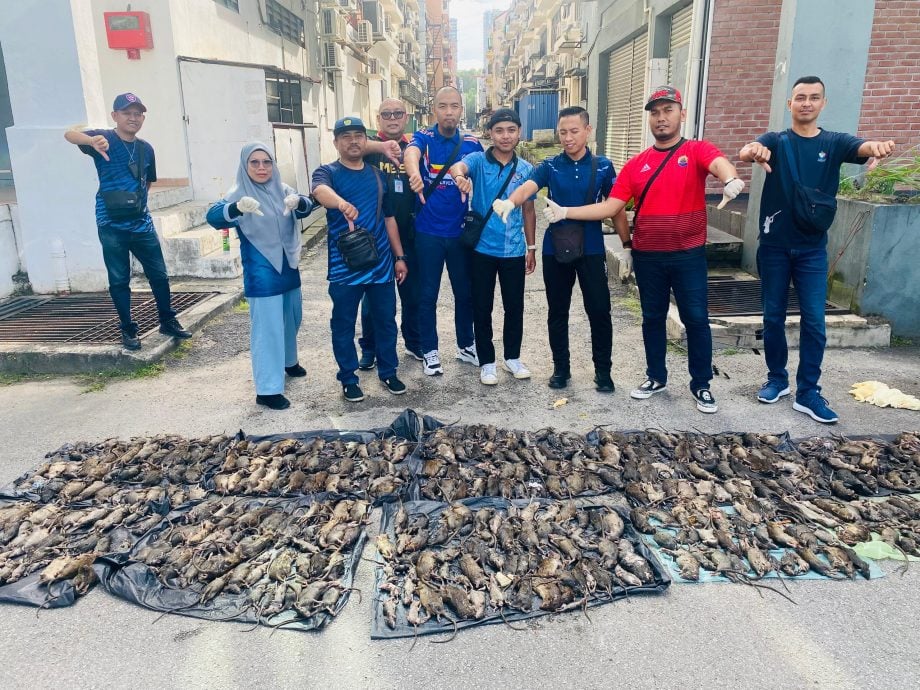 大都会:MBSJ在蒲种公主城第二区展开灭鼠行动