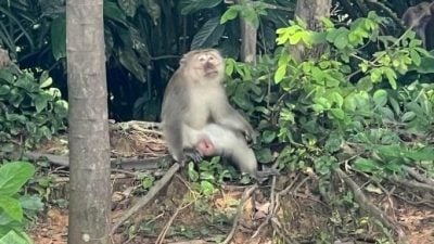 猴群大闹蒲种多地 无法无天 居民心惊
