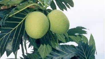 国际食客评大马最难吃水果　   第一名不意外 第二名太委屈