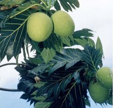 大马评价最佳的三种水果