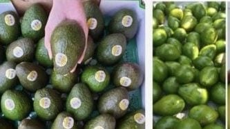 安华：请支持沙巴牛油果 网民：请看看价格
