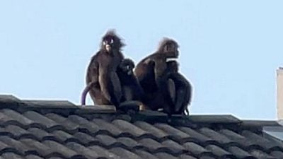 居民饭后娱乐 观赏屋顶上郁乌叶猴