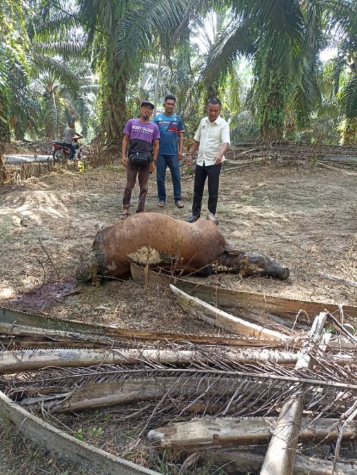 已审（大北马）吉南麻坑有老虎出没，州政府与Perhilitan会面寻对策