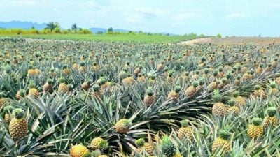 谢奥玛：扩大征收进口水果SST5%   助提升国家收入