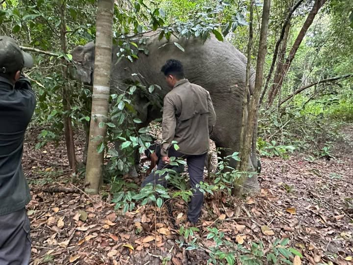 野生动物局再捕获一头雄性野象