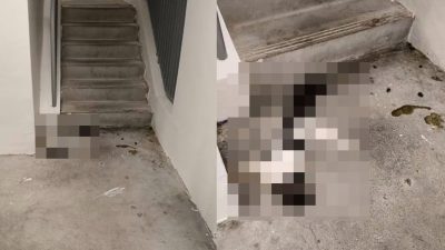 义顺再有猫疑遭虐死  狮城公园局展开调查