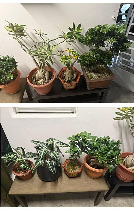 *已签发*柔:狮城二三事:涉偷窃男子落网 狮城义顺夜市摊主寻回18盆栽