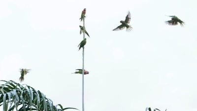 狮城巴西立处处闻啼鸟 居民诉难眠