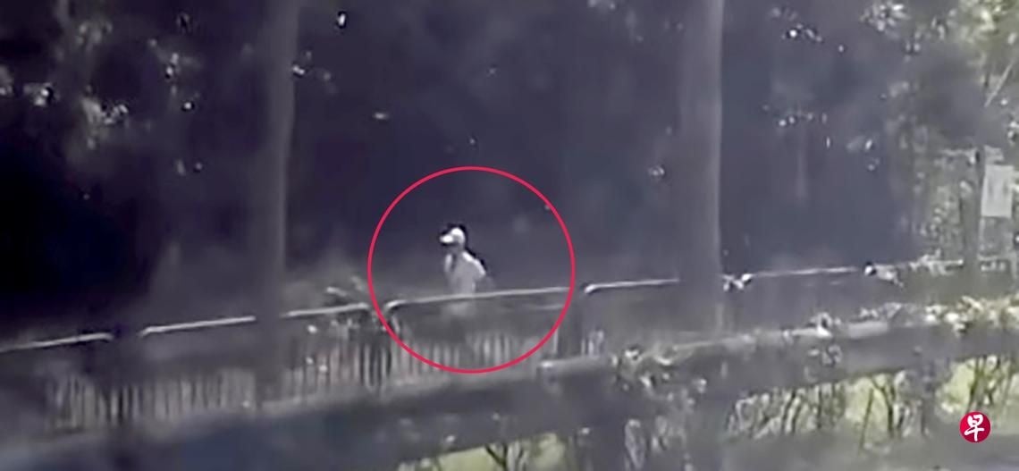 *已签发*柔:狮城二三事:男子涉4车车祸被追捕 网传视频指他叼烟逃树林