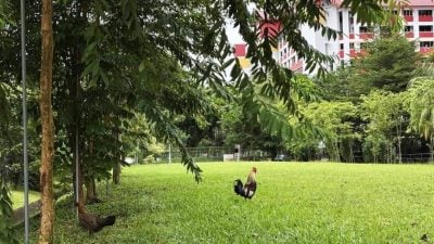 近年野鸡满街跑  狮城公园局日均接5投诉
