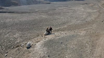 战后叙利亚逢乾旱 小麦欠收1600万人面临粮食危机