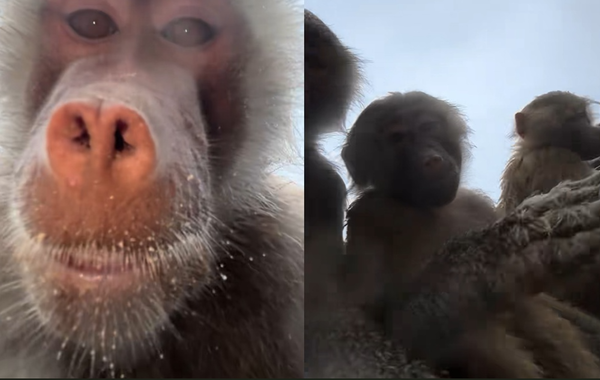 手机掉进动物园围栏　女子回家收一堆“狒狒自拍照”