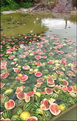 拚图)西瓜滞销 广西瓜农据报扔鱼塘喂鱼