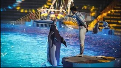 郑州海洋公园招“摸鱼官” 海豚亲自终试挑人选