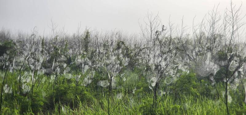 拼盘∕澎湖浓雾 浮现大批雪白蜘蛛网成奇观
