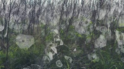 澎湖浓雾 浮现大批雪白蜘蛛网成奇观