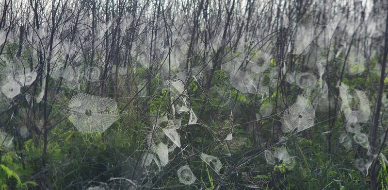 拼盘∕澎湖浓雾 浮现大批雪白蜘蛛网成奇观