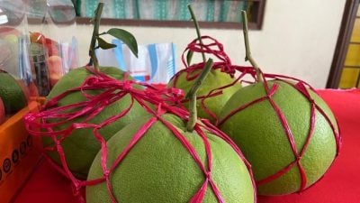 陈家兴鼓励柚农成立协会  为打扪柚申请知识产权