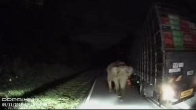 小象被撞死| 罗里司机心有余悸 “每次经过那条路会心痛”